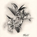 Dessin réalisé par Kalil - Graphite sur vélin d'Arches